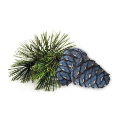 HARVIA sauna scent concentrate, arolla pine 1 l  HARVIA sauna scent concentrate, arolla pine 1 l
