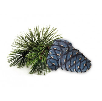 HARVIA sauna scent concentrate, arolla pine scent, 1 l