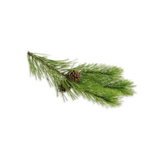 SENTIOTEC steam bath aromatic oils, pine needles 5 l