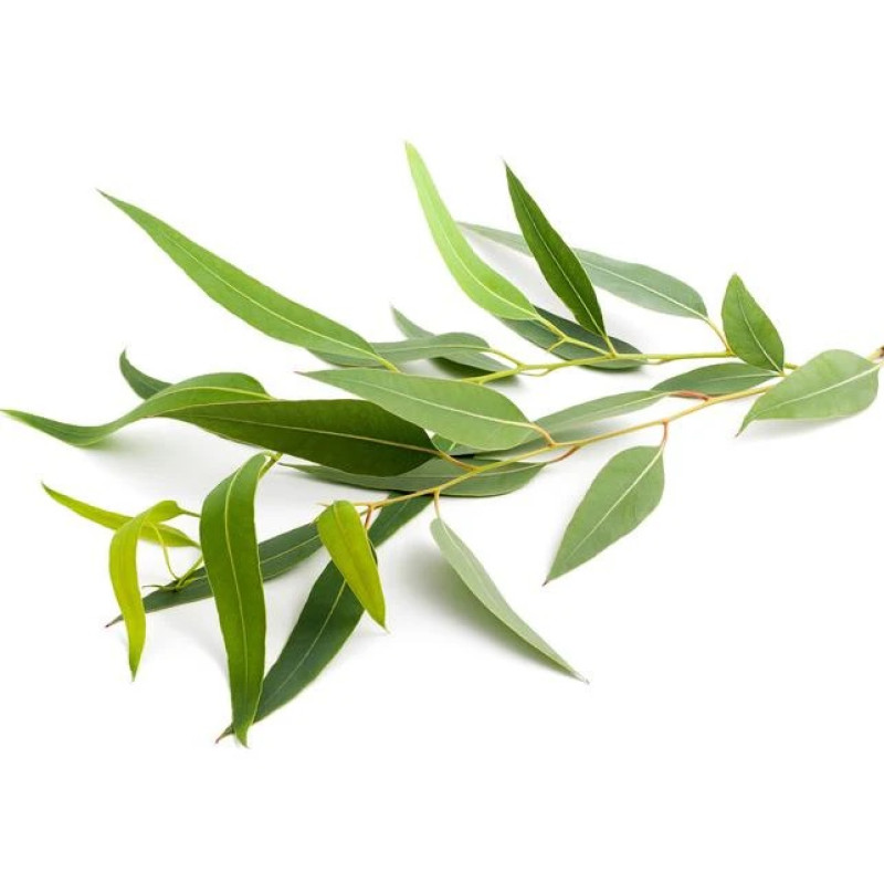 SENTIOTEC steam sauna scent concentrate, eucalyptus 5 l