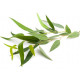 SENTIOTEC steam sauna scent concentrate, eucalyptus 5 l